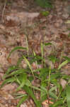 Variable panicgrass